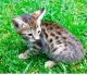 Savannah Cats for sale in Houston, TX, USA. price: NA