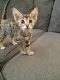 Savannah Cats for sale in San Francisco, CA, USA. price: NA