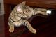 Savannah Cats for sale in Florida City, FL, USA. price: NA