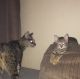 Savannah Cats for sale in Burgettstown, PA 15021, USA. price: NA