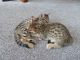 Savannah Cats for sale in Minneapolis, MN, USA. price: NA