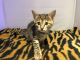 Savannah Cats for sale in Boston, MA, USA. price: NA