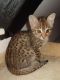 Savannah Cats for sale in Harrisburg, PA, USA. price: $400