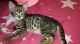 Savannah Cats for sale in Belews Creek, NC 27009, USA. price: NA