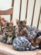 Savannah Cats for sale in State Hwy 295, Washington, DC, USA. price: NA