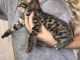 Savannah Cats for sale in Napa, CA, USA. price: NA