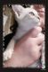 Savannah Cats for sale in Great Falls, MT, USA. price: $1,000