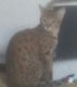 Savannah Cats for sale in Great Falls, MT, USA. price: $2,500