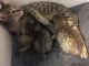 Savannah Cats for sale in Vine Grove, KY, USA. price: $1,000