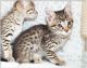 Savannah Cats for sale in Westerville Woods Dr, Columbus, OH 43231, USA. price: NA