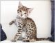 Savannah Cats for sale in Los Angeles, CA 90001, USA. price: NA