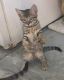 Savannah Cats for sale in Richmond, BC, Canada. price: $1,800
