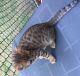 Savannah Cats for sale in Richmond, BC, Canada. price: $2,500