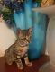 Savannah Cats for sale in Richmond, BC, Canada. price: $1,800