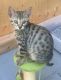 Savannah Cats for sale in Richmond, BC, Canada. price: $1,900