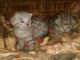 Savannah Cats for sale in Kissimmee, FL 34758, USA. price: $2,500