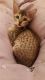 Savannah Cats for sale in Pennsylvania Ave, Gibsonton, FL 33534, USA. price: NA
