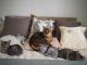 Savannah Cats for sale in Clifton, NJ, USA. price: $780
