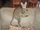 Savannah Cats for sale in Loxahatchee, FL 33412, USA. price: NA