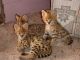Savannah Cats for sale in Main St, Houston, TX, USA. price: NA