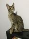 Savannah Cats for sale in Belmont, ON N0L, Canada. price: NA