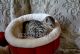 Savannah Cats for sale in McHenry, IL 60050, USA. price: $6,500
