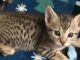 Savannah Cats for sale in Maricopa, AZ, USA. price: $700