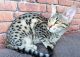 Savannah Cats for sale in North Bergen, NJ, USA. price: NA