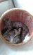 Savannah Cats for sale in North Bergen, NJ, USA. price: NA
