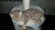 Savannah Cats for sale in Chicago, IL, USA. price: NA