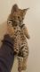 Savannah Cats for sale in BC-7, Port Coquitlam, BC, Canada. price: NA