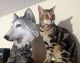 Savannah Cats for sale in Richmond, BC, Canada. price: NA