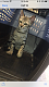 Savannah Cats for sale in Joplin, MO, USA. price: $3,100