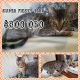 Savannah Cats for sale in Lawrenceburg, KY 40342, USA. price: NA