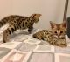 Savannah Cats for sale in Dallas, TX, USA. price: NA