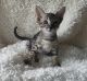 Savannah Cats for sale in Cabot, AR, USA. price: $6,500
