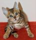 Savannah Cats for sale in Melrose Ave N, Hamilton, ON, Canada. price: NA