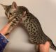 Savannah Cats for sale in Los Angeles, CA, USA. price: NA