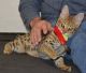 Savannah Cats for sale in Charlotte, NC, USA. price: $800