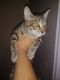 Savannah Cats for sale in Tulare, CA 93274, USA. price: NA