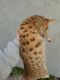 Savannah Cats for sale in Perris, CA, USA. price: $4,200