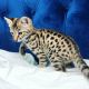 Savannah Cats for sale in St. Louis, MO, USA. price: $480