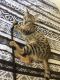Savannah Cats for sale in Austin, TX, USA. price: NA