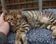 Savannah Cats for sale in Los Angeles, CA, USA. price: NA