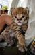 Savannah Cats for sale in New Caney, TX 77357, USA. price: NA