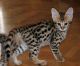 Savannah Cats for sale in Temple, TX, USA. price: NA