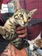 Savannah Cats for sale in Columbus, OH 43235, USA. price: $900