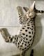 Savannah Cats for sale in Oakland Park, FL 33304, USA. price: NA