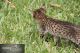 Savannah Cats for sale in Port St. Lucie, FL, USA. price: NA