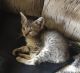 Savannah Cats for sale in Effingham, IL 62401, USA. price: $400